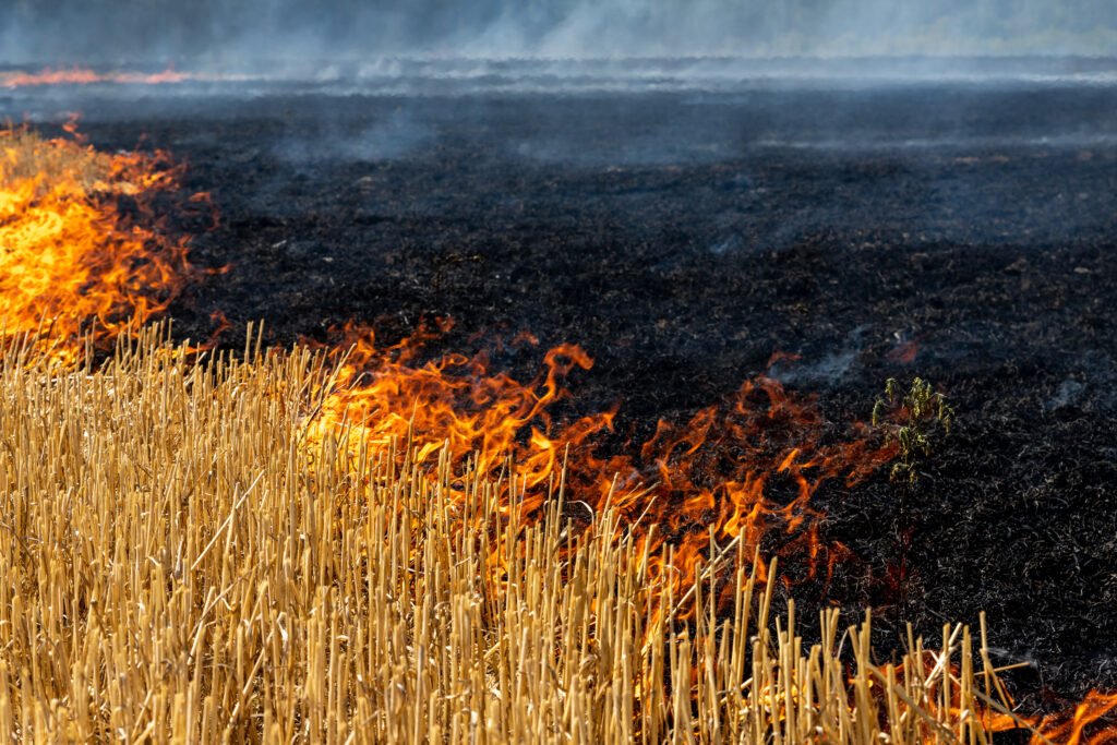 Wildfire on wheat field stubble after harvesting near forest Burning dry grass meadow due arid climate change hot weather and evironmental pollution Soil enrichment with natural ash fertilizer
