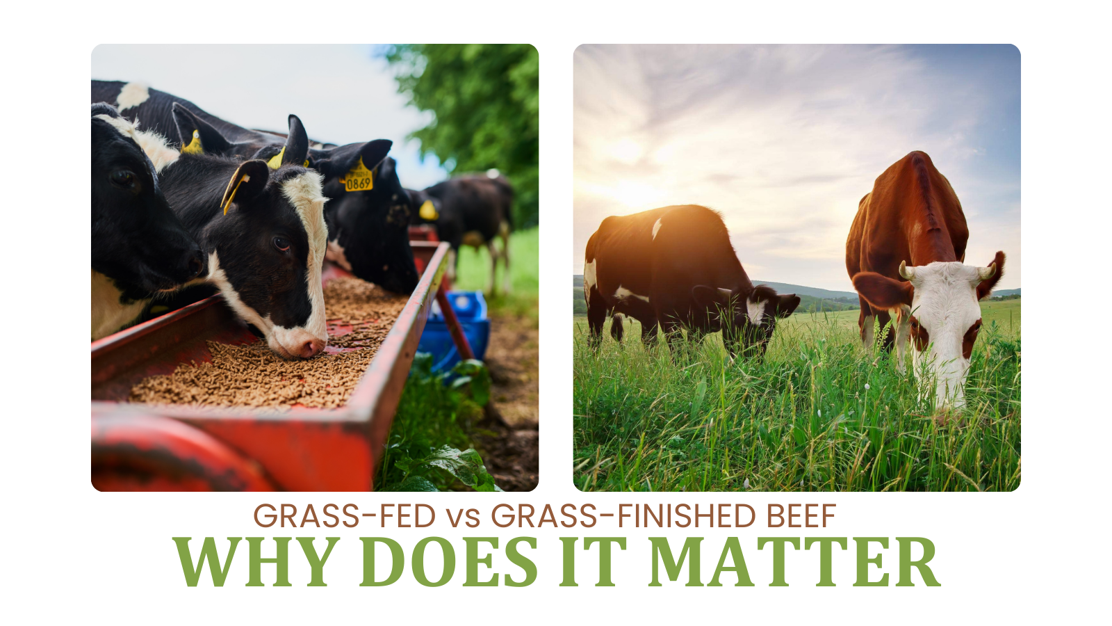 Grass Finished Beef - BBQ News