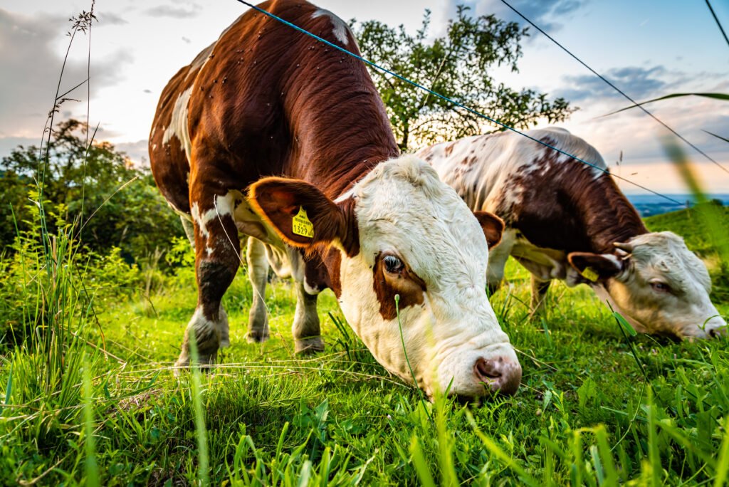 Cows grazing on a lovely green pasture at vinneyards