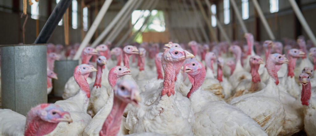 life-on-the-farm-shot-of-a-flock-of-turkeys-group-2023-11-27-05-04-48-utc